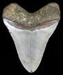 Megalodon Tooth - North Carolina #59115-1